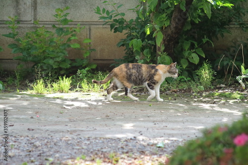 猫、室内飼い、室内、ペット、趣味、動物、かわいい、屋内、ライフスタイル、明るい、ねこ、生物、可愛い、愛嬌、愉しい、楽しい、にゃあ、うれしい、日常、ゆかい、静か、眠い、睡眠、ハッピー、幸せ、幸福、機嫌、表情、隣人、住まい、家で、家に、家庭、若い、若々しい、親しい、キャット、哺乳類、さわやか、寝る、生活、リラックス、ポーズ、スマイル、昼寝、住居、癒し、生き物、部屋、晴れ photo