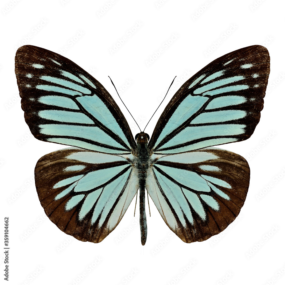 Fototapeta premium Common Wanderer