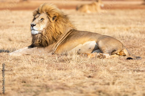 White male lion in South Africa. Amazing animal.