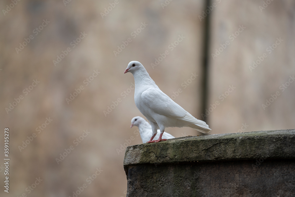 Two white dove sitting on a old roof in a mountain village near the city of Danang, Vietnam