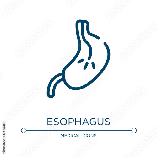 Esophagus icon. Linear vector illustration from in the hospital collection. Outline esophagus icon vector. Thin line symbol for use on web and mobile apps, logo, print media.