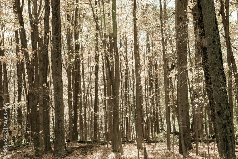 Sepia toned autumn forest scene on a trail in New England countryside, USA. Sepia toned autumn forest scene on a trail in New England countryside, USA.