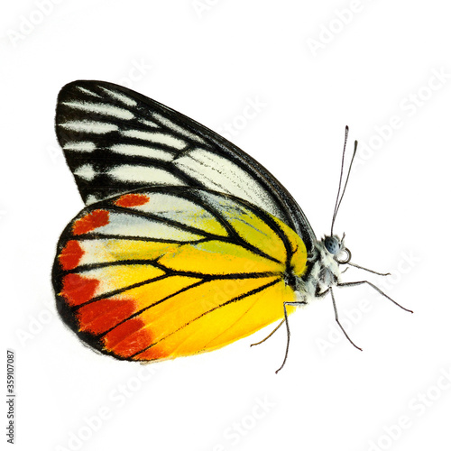Painted Jezebel butterfly photo