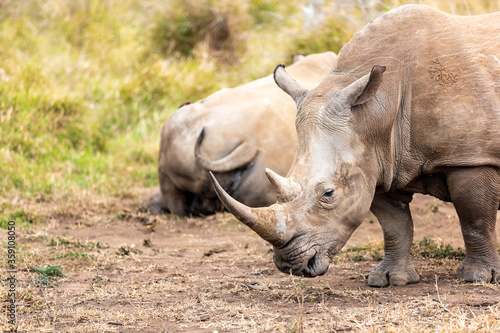 White rhinoceros or square-lipped rhinoceros is the largest extant species of rhinoceros.