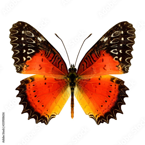 Red lacewing