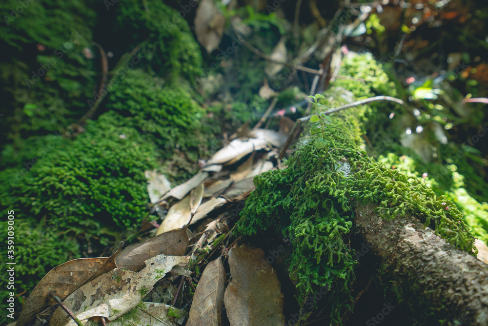 Plants and ferns in a forestry park with moisture Plants and ferns in a forestry park with moisture