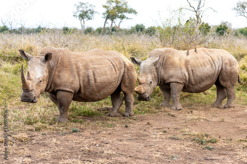 White rhinoceros or square-lipped rhinoceros is the largest extant species of rhinoceros.