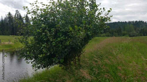 Tree Blowing in the Wind By Pond