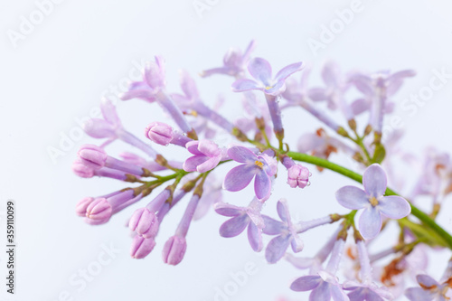 a branch of purple lilac on a white background  used as a background or texture