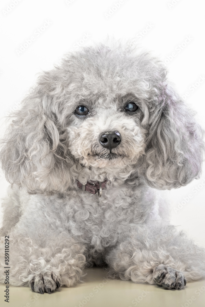 Obraz premium 自粛期間中にトリミングサロンに行けなかったプードル