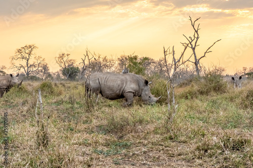 White rhinoceros or square-lipped rhinoceros is the largest extant species of rhinoceros.