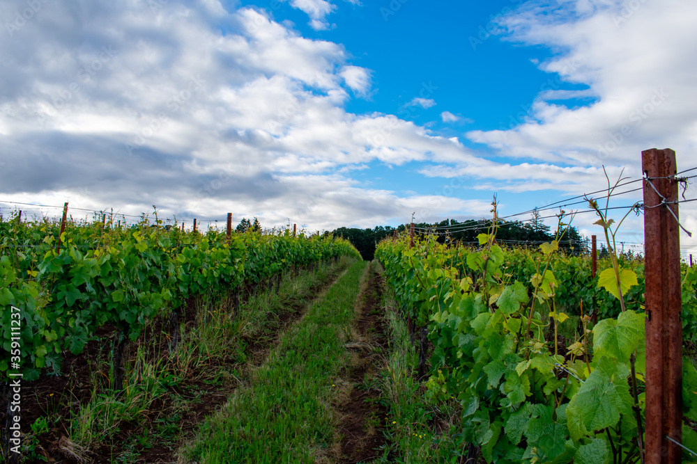 Looking between rows fo grapevines in spring, blue sky and white clouds above, a beautiful view of an Oregon vineyard. 