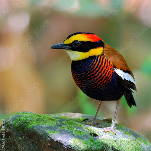 Banded Pitta