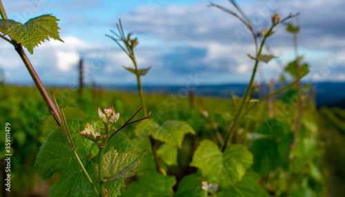 New growth of tendrils and tiny leaves in this close up of an Oregon vineyard and grapevines under gray skies.