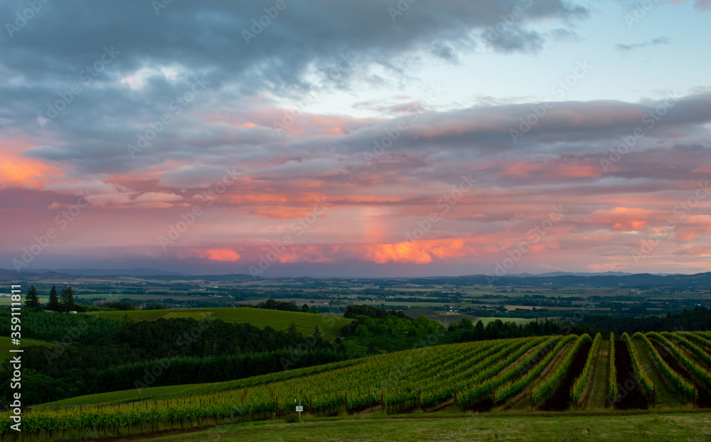 A sunset sky glows above a view of an Oregon vineyard. 