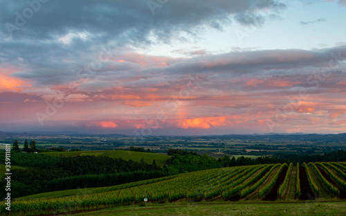 A sunset sky glows above a view of an Oregon vineyard. 