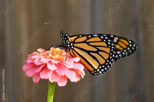 Photography Monarch butterfly on a pink flower