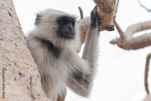 Photography C-0070 Monkey-4
Photographed in northern India in April 2019.