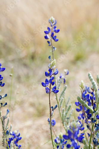 big bend bluebonnets