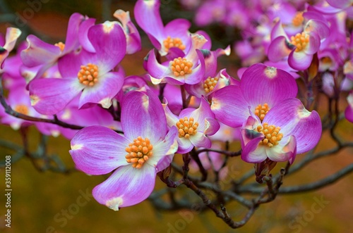 Dogwood Tree blossom with tint colors of yellow  purple  and white