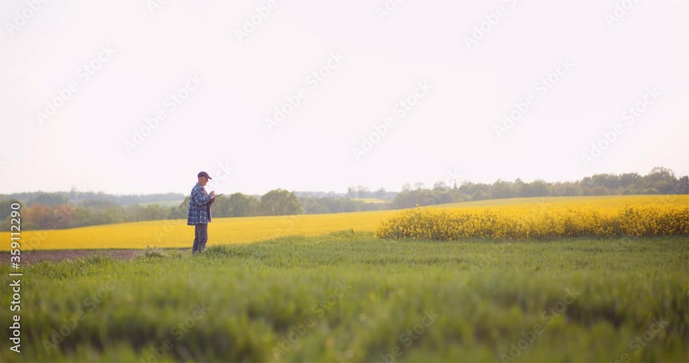 Farmer or Agronomist Walking on Agrculture Field and Looking at Crops Farmer or Agronomist Walking on Agrculture Field and Looking at Crops