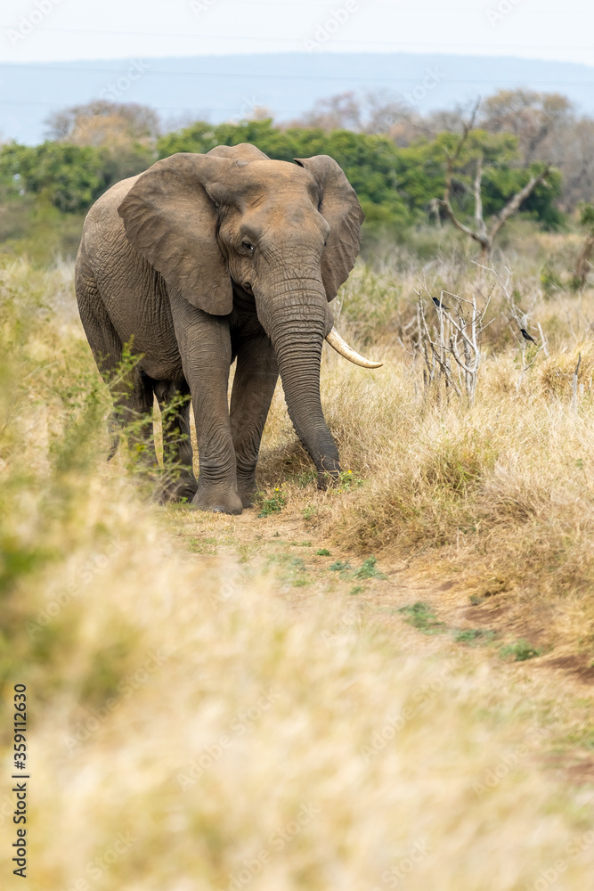 African Elephant Bull alone, Savannah in Africa.