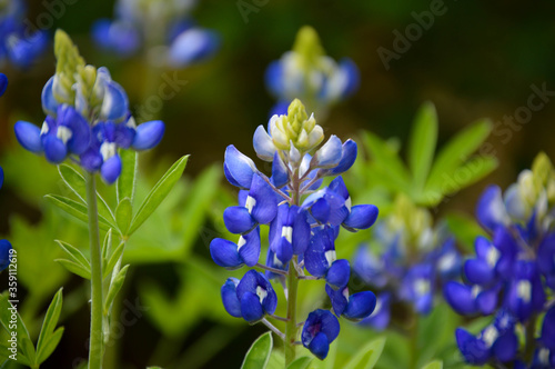 Close up of a bluebonnet