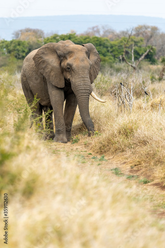 African Elephant Bull alone  Savannah in Africa.