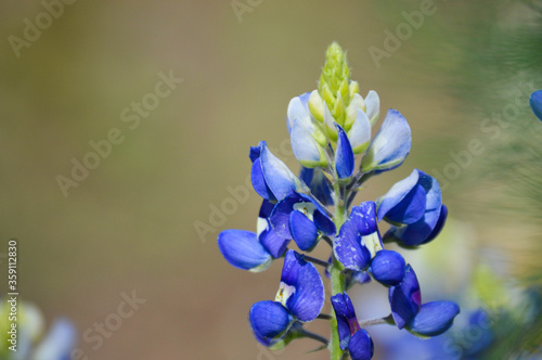 bluebonnet with copy space