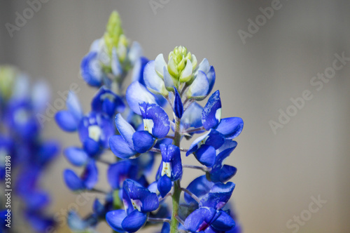 bluebonnets