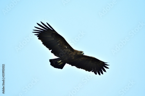 Greater Spotted Eagle © BOONCHUAY