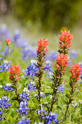bluebonnets and Indian paintbrushes