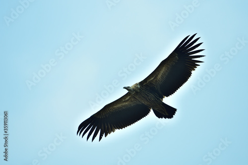 Himalayan griffon vulture