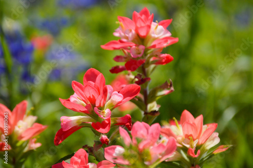 close up of indian paintbrush flowers in a wildflower field