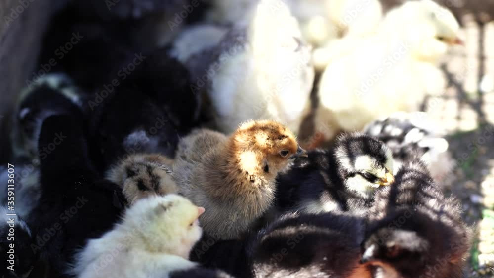 Close up of small different chicks in corral. Close up of small different chicks in corral.