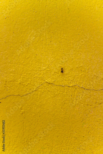 A small ant creeps along an old, yellow, textured wall in cracks. Small insects among the big world. High quality photo. 