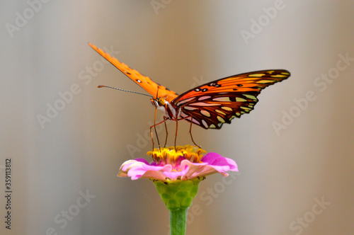 Gulf fritillary butterfly on a pink zinnia photo