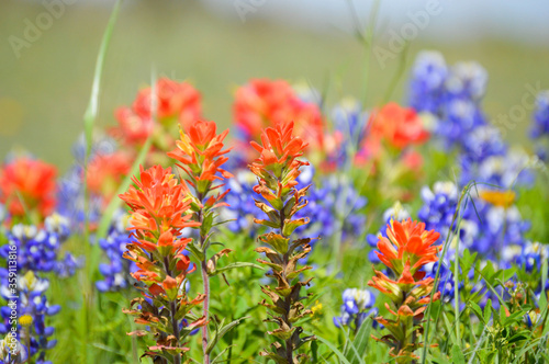 Bluebonnets and Indian paintbrushes