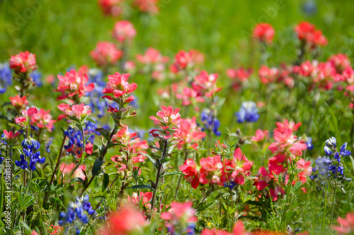 bluebonnets and Indian paintbrushes