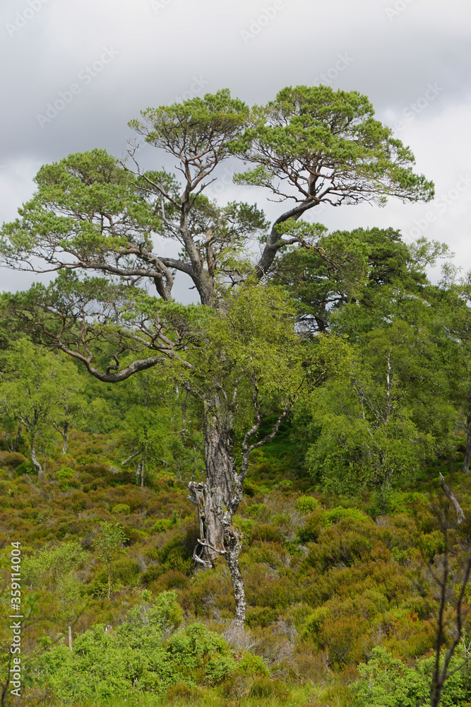 Fototapeta premium Glen Affric National Nature Reserve, Scotland: Scots pine (Pinus sylvestris L.) trees in Glen Affric, often described as the most beautiful glen in Scotland.