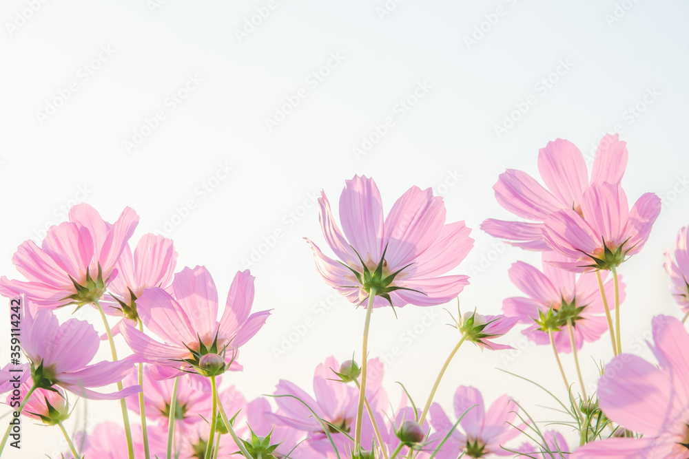 Pink cosmos flower on white background.