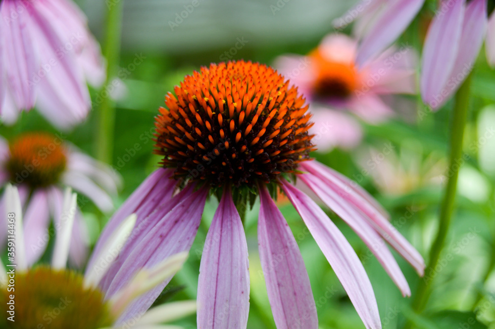 purple coneflower, aka echinacea purple coneflower, aka echinacea