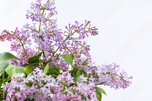 a branch of purple lilac on a white background  used as a background or texture