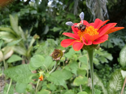 Red Mexican sunflower, and bee
