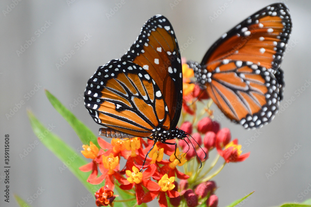 Naklejka premium Male and female queen butterflies on tropical milkweed flowers