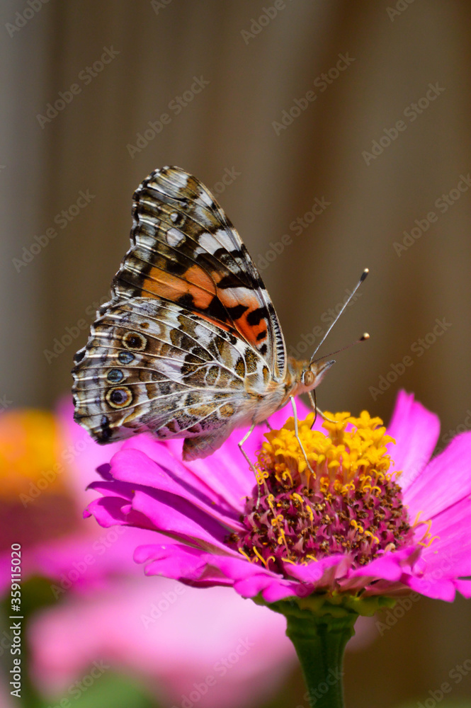 Painted lady butterfly on a pink zinnia Painted lady butterfly on a pink zinnia