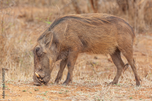 A Warthog in Kruger Park