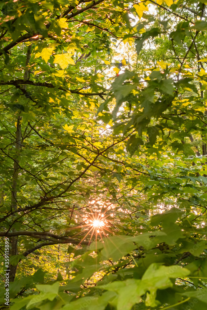 Green spring leaves with a sun flare in background Green spring leaves with a sun flare in background