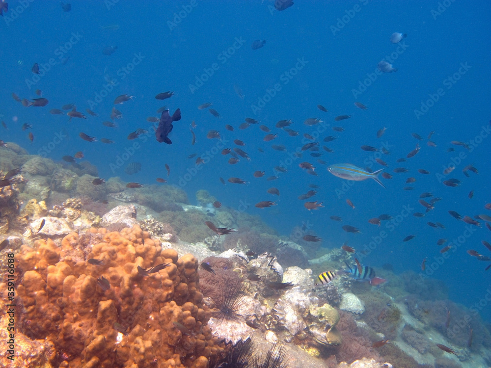 Fototapeta premium coral reef with fish
