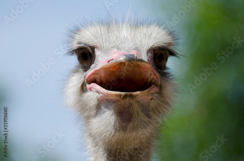 portrait of an ostrich © yummyyui